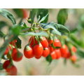 Sweet Delicious Natural Organic Dried Goji Berry Boxthorn